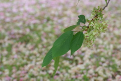 造幣局桜の通り抜け