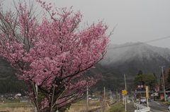 なごり雪