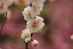 北野天満宮梅園にて