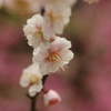 北野天満宮梅園にて
