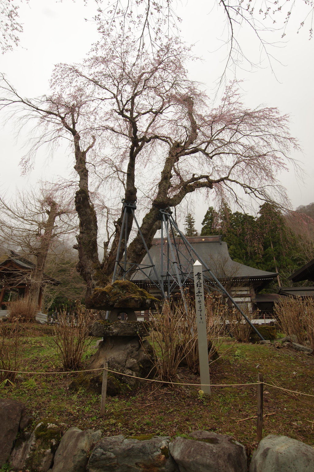 白馬貞麟寺の桜