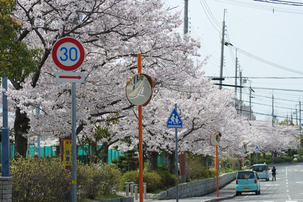 桜並木
