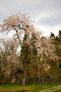 徹念桜