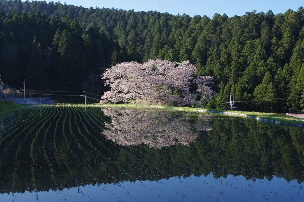 諸木野の桜