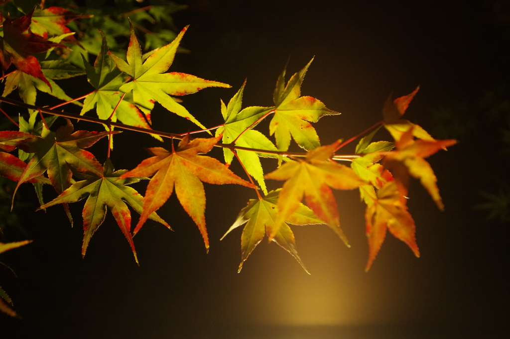 永観堂紅葉ライトアップ