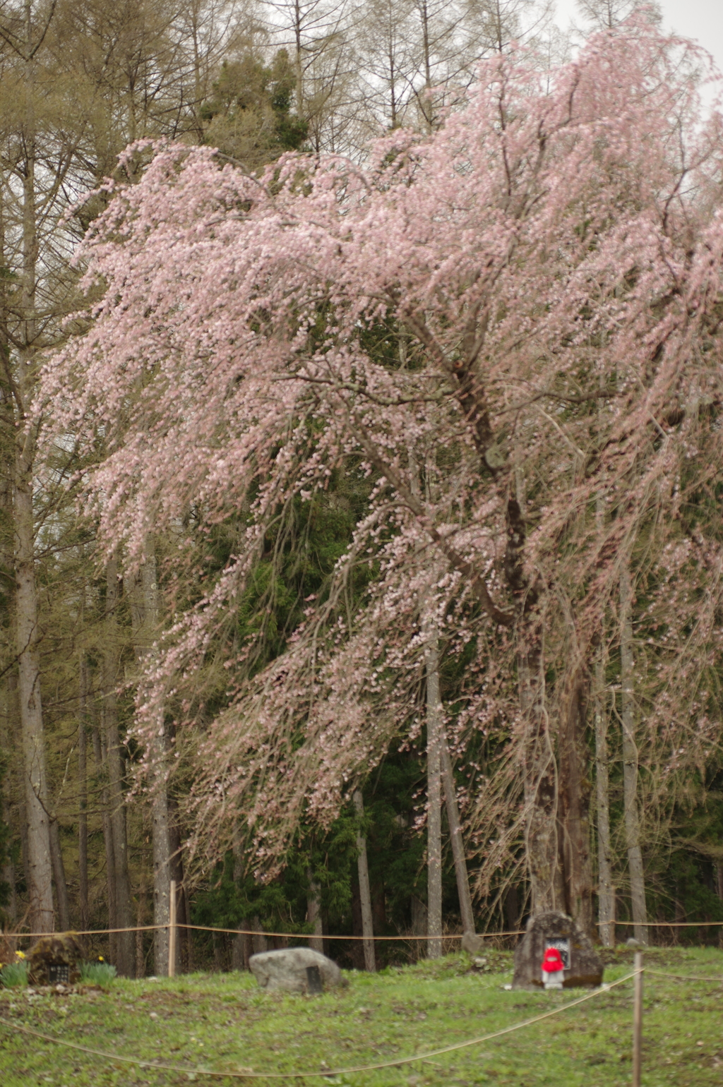 白馬貞麟寺の桜