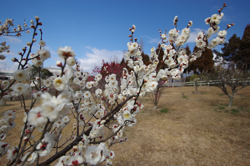  石ケ谷公園梅林にて