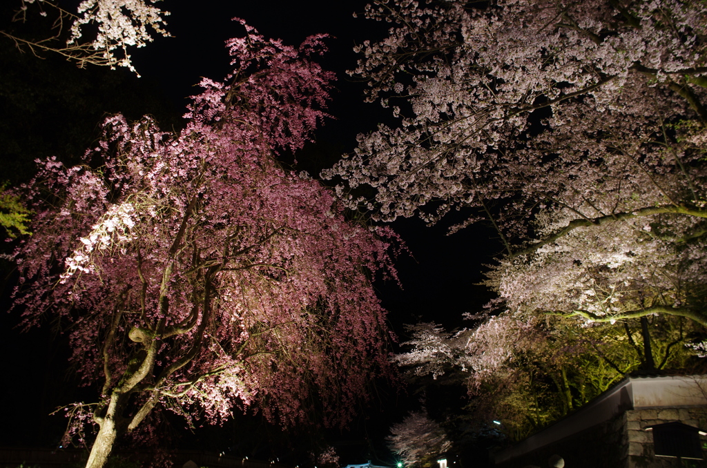 三井寺(圓城寺)の夜桜