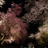 三井寺(圓城寺)の夜桜