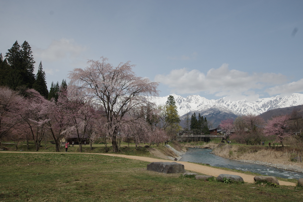 白馬三山と桜