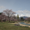 白馬三山と桜