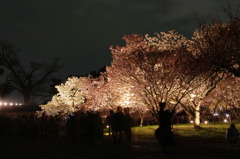桜林