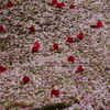 雪椿