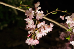 祇園白川の枝垂れ桜