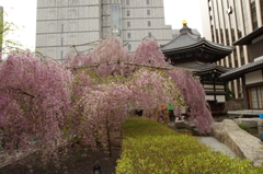 六角堂の枝垂桜