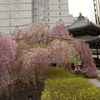 六角堂の枝垂桜