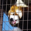 レッサーパンダ　人気者はさすが愛想よい。