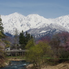 白馬三山の春