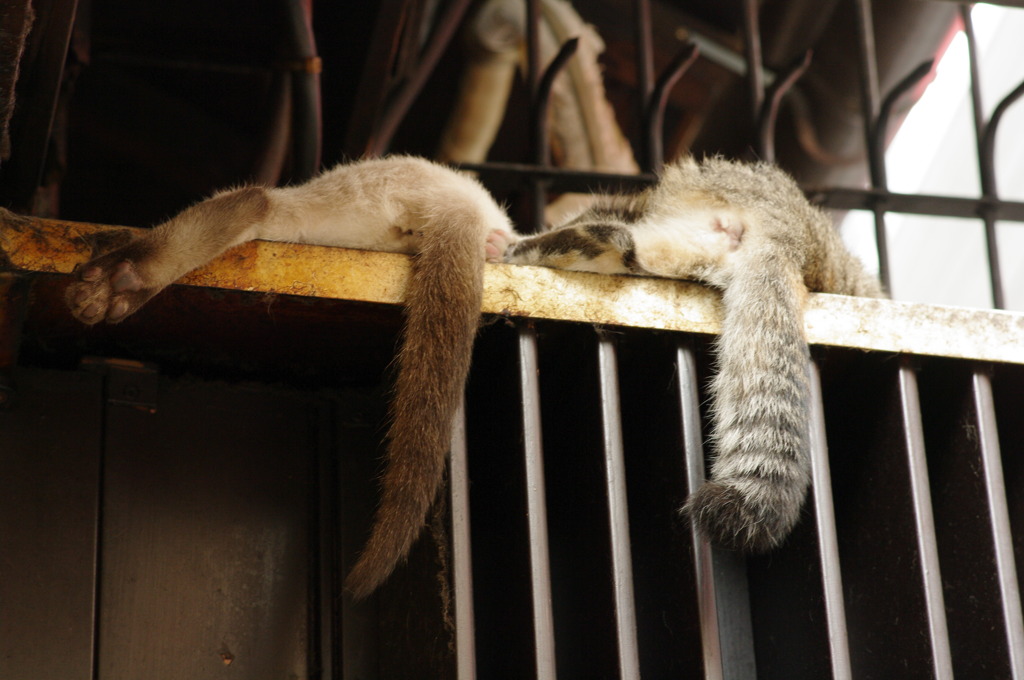 法善寺の猫