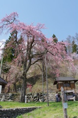 徹念桜