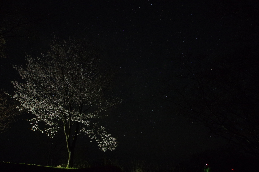 蠍座と夜桜