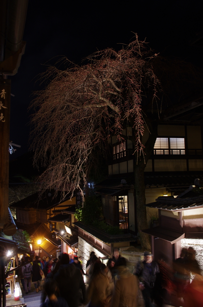 明保野亭の枝垂桜