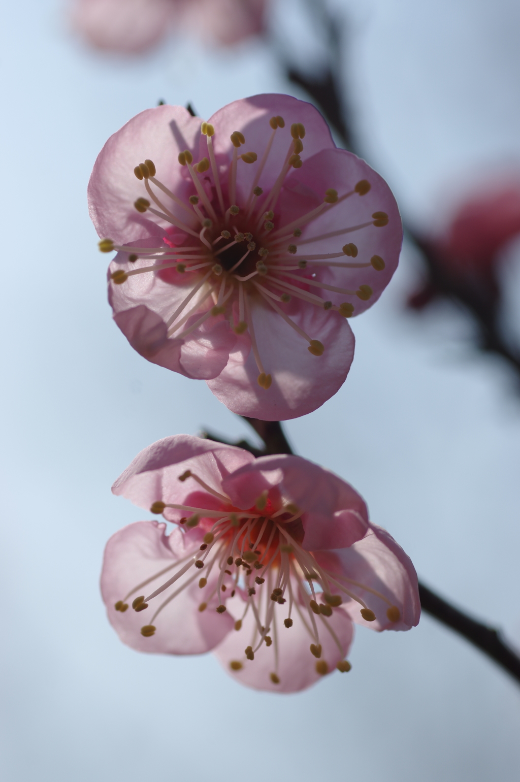 石ケ谷公園梅林にて