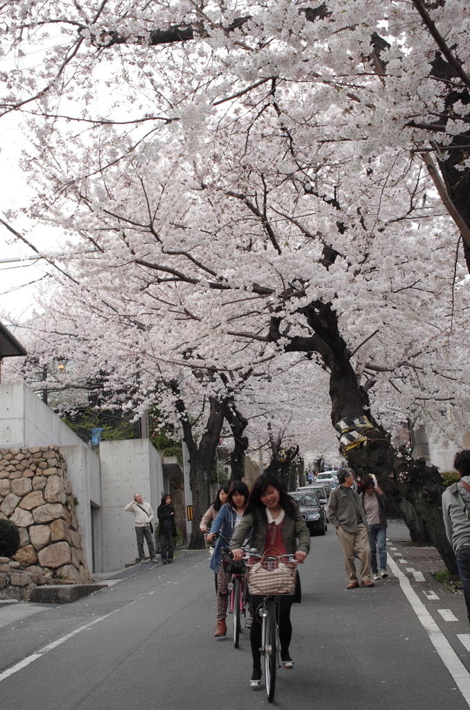 自転車と桜