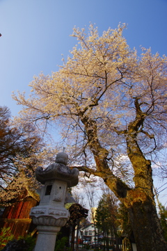 白馬村江戸彼岸桜