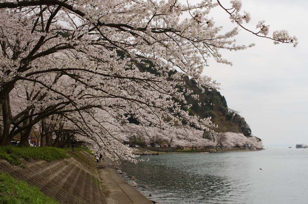 海津大崎の桜