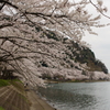 海津大崎の桜