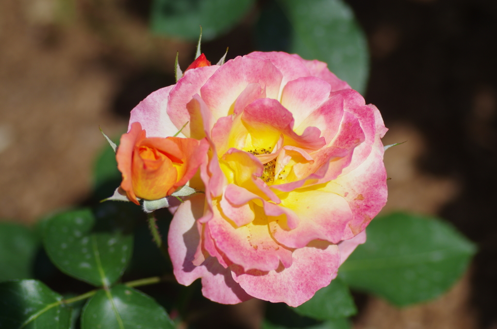 IMGP6081