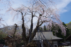 貞麟寺の枝垂桜
