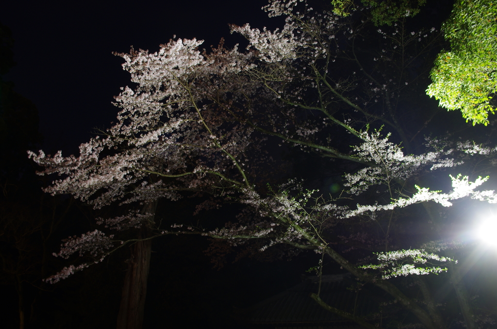 三井寺(圓城寺)の夜桜