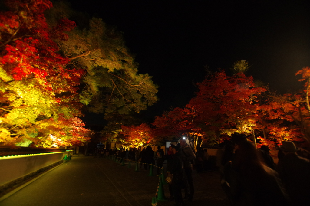 永観堂紅葉ライトアップ