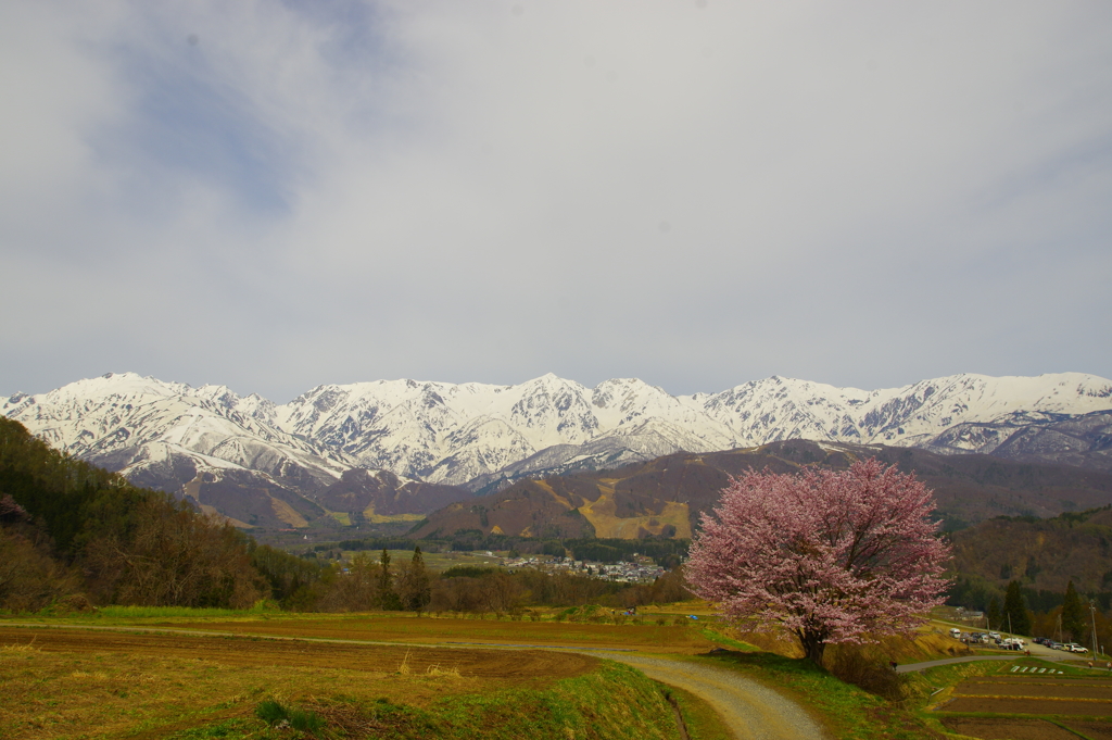 野平の桜と白馬連峰