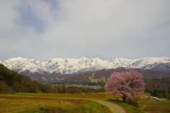 野平の桜と白馬連峰