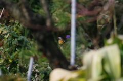 隙間から、ジョビさん