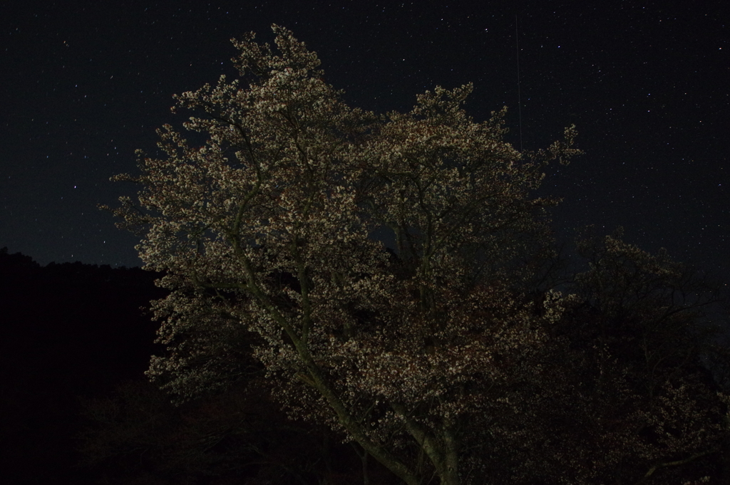 屏風岩夜桜