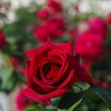 IMGP0588