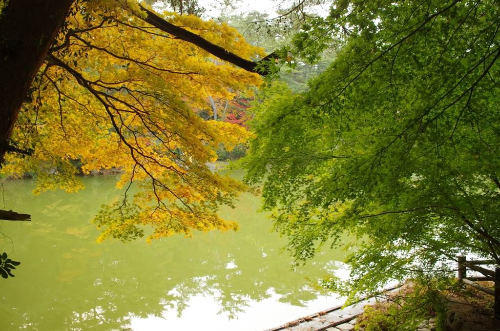YELLOW & GREEN