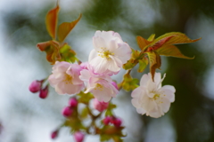 大輪の桜