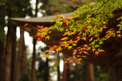 室生寺の紅葉