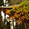 室生寺の紅葉