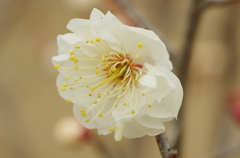 IMGP5767