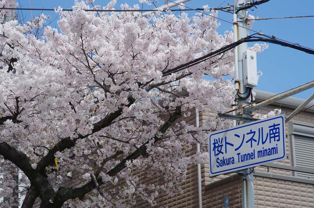 桜トンネル南交差点