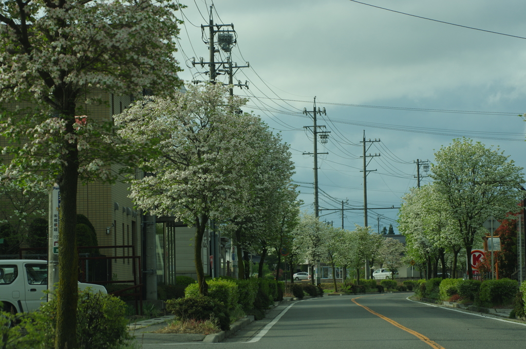 ハナミズキ街道