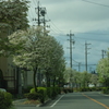 ハナミズキ街道