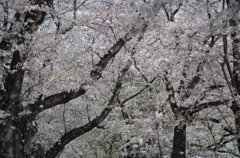 花嵐