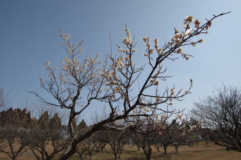 石ケ谷公園梅林にて